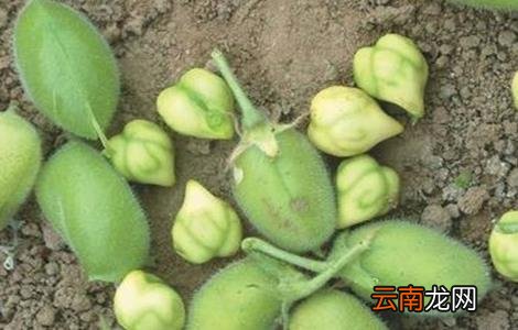 鹰嘴豆的栽培技术