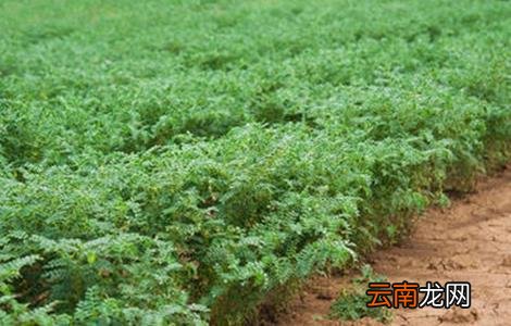 鹰嘴豆的栽培技术