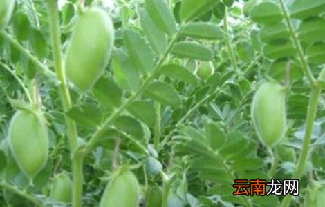 鹰嘴豆的栽培技术