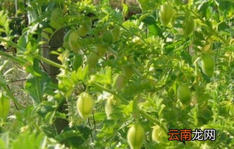 鹰嘴豆的栽培技术