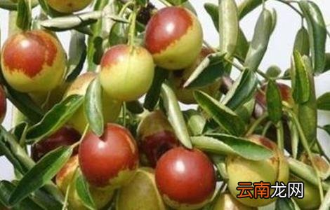 如何提高冬枣坐果率
