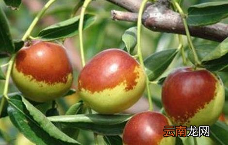 如何提高冬枣坐果率