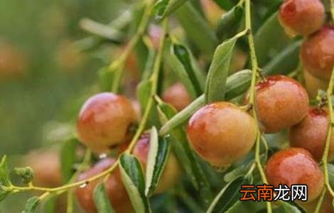 如何提高冬枣坐果率