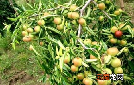 如何提高冬枣坐果率