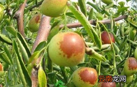 如何提高冬枣坐果率