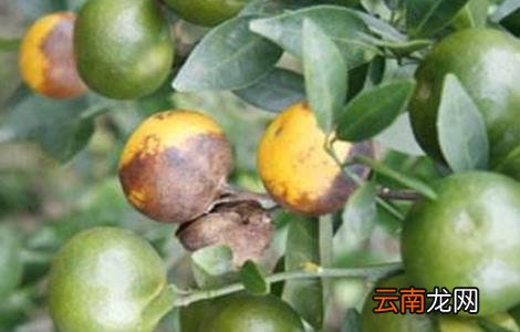 脐橙常见病虫害的防治方法