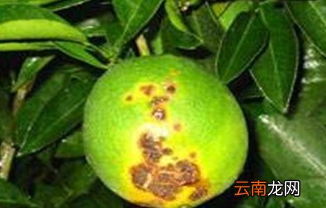 脐橙常见病虫害的防治方法