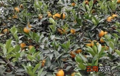 脐橙常见病虫害的防治方法