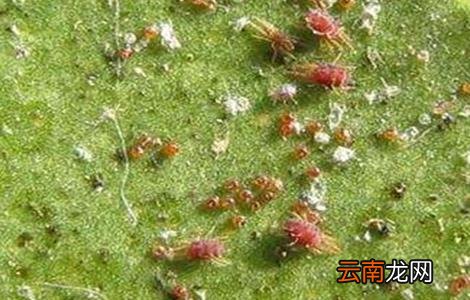 脐橙常见病虫害的防治方法