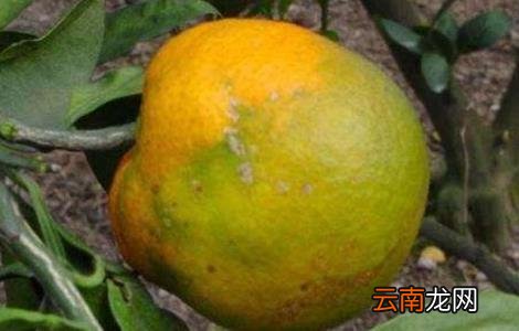 脐橙常见病虫害的防治方法