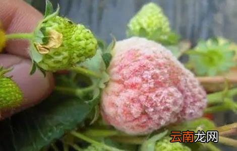 草莓常见病害及防治