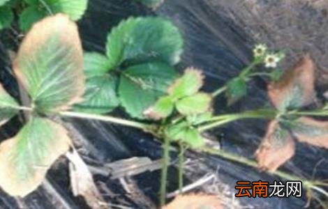 草莓常见病害及防治