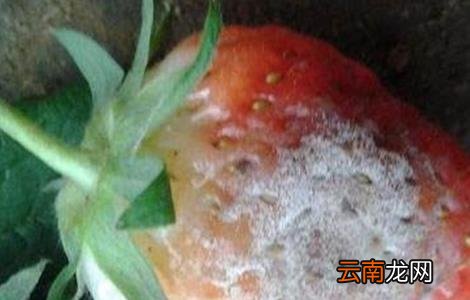 草莓常见病害及防治