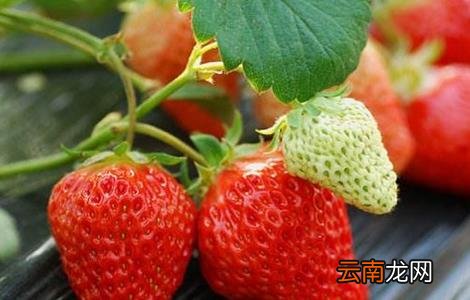 草莓常见病害及防治