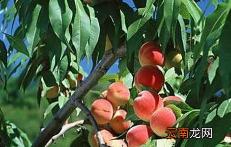 桃树套袋后的果园管理