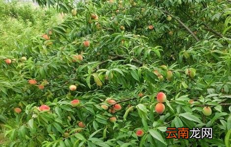 桃树套袋后的果园管理