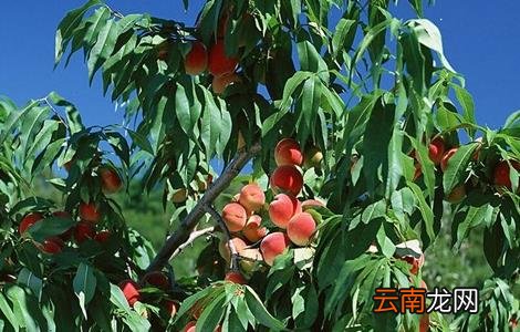 桃树套袋后的果园管理