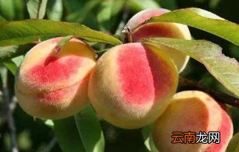 桃树套袋后的果园管理