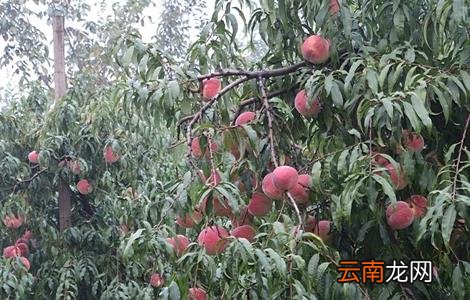 桃树套袋后的果园管理