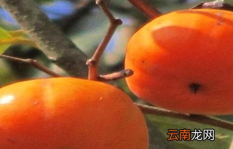 柿子树常见虫害