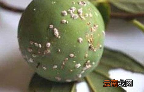 柿子树常见虫害