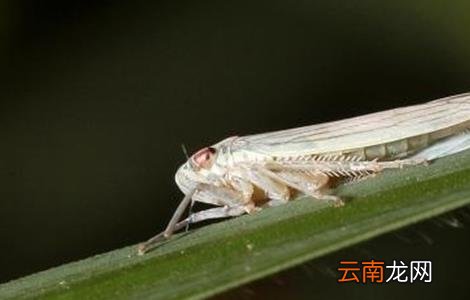 柿子树常见虫害