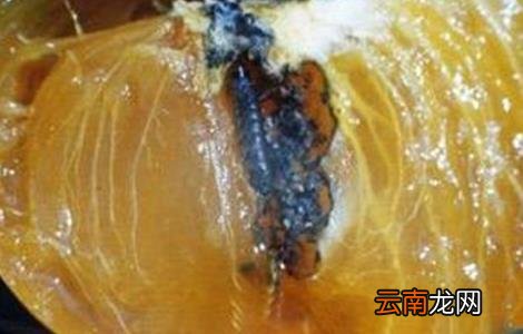柿子树常见虫害