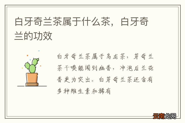 白牙奇兰茶属于什么茶，白牙奇兰的功效