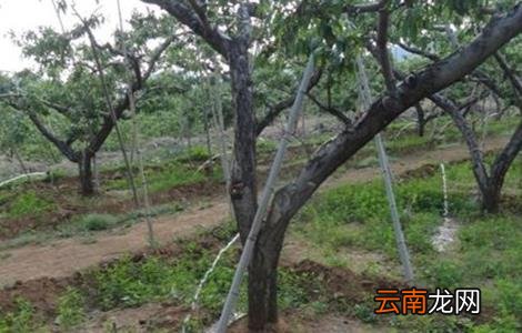 山地苹果园灌溉技术
