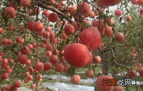 山地苹果园灌溉技术