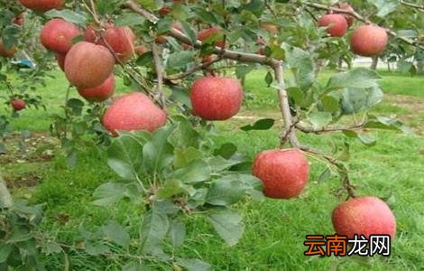 山地苹果园灌溉技术