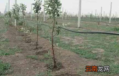 山地苹果园灌溉技术