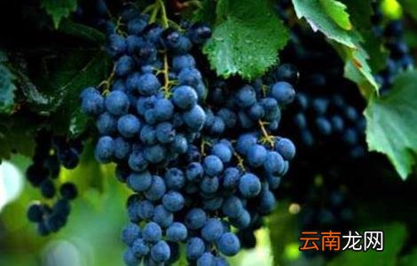 葡萄种类有哪些