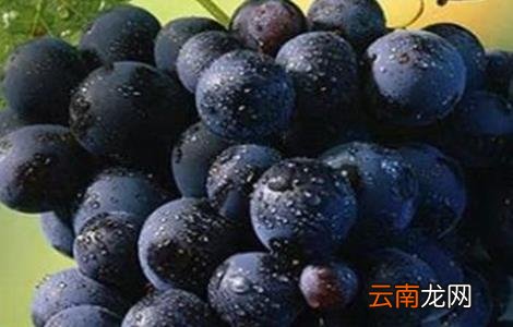 葡萄种类有哪些