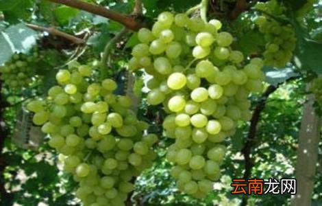 葡萄种类有哪些