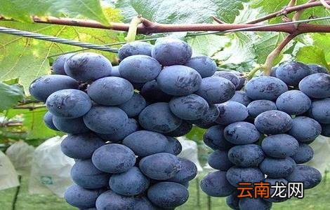 葡萄种类有哪些