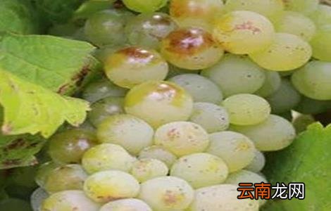 葡萄种类有哪些