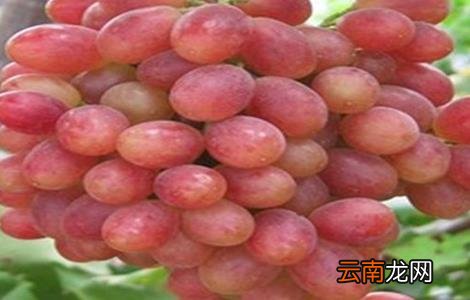 葡萄种类有哪些