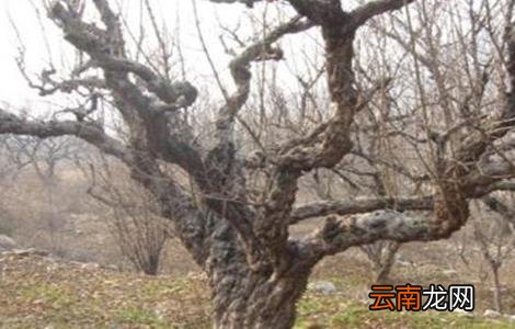 石榴该如何浇水