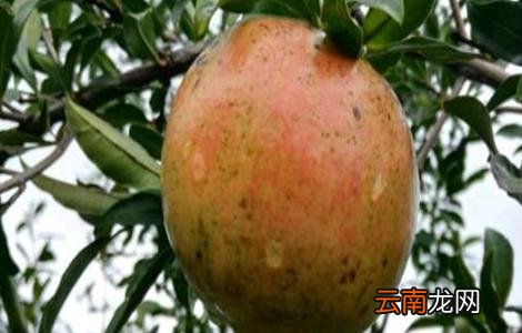 石榴该如何浇水