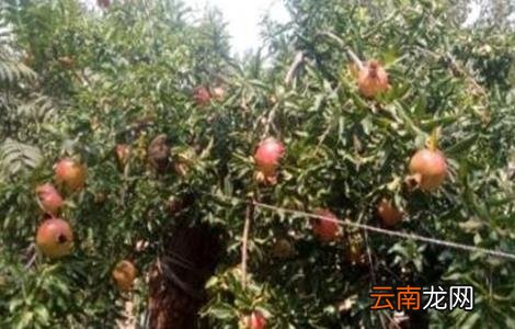石榴该如何浇水