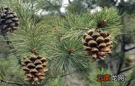松子种植多久能结果
