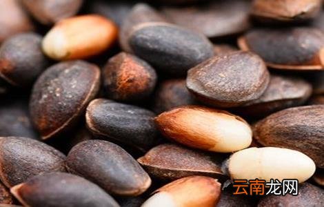松子种植多久能结果