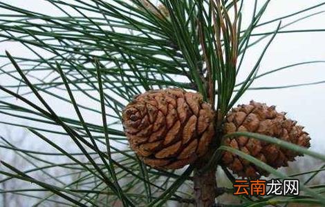 松子种植多久能结果