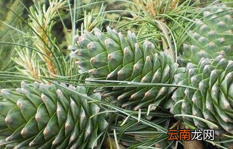 松子种植多久能结果