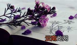 三年级端午节作文包粽子 三年级端午节包粽子怎么写作文