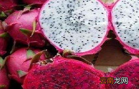火龙果该怎么种植？火龙果种植技术介绍