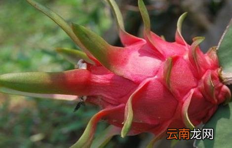 火龙果该怎么种植？火龙果种植技术介绍