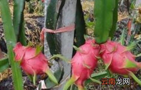 火龙果该怎么种植？火龙果种植技术介绍