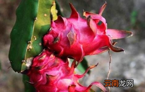 火龙果该怎么种植？火龙果种植技术介绍